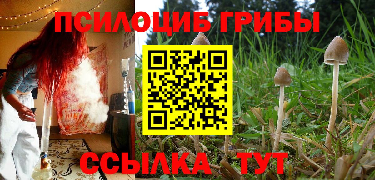 Елизово  Галлюциногенные грибы Cubensis  Псилоцибиновые грибы GOLDEN TEACHER  Вход с VPN 